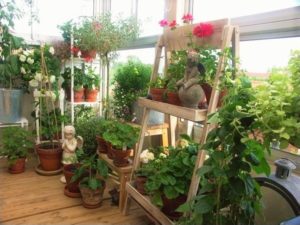 Vertical garden at the terrace