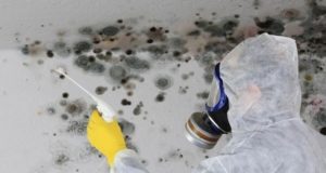 Why Should You Hire A Professional Mold Removal Company?
