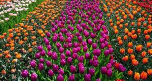 5 Smart Ideas for more Colors in the Garden