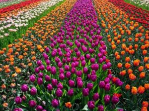 Dutch Tulips