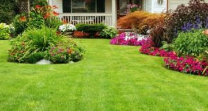 8 Tips for a Weed-Free Lawn