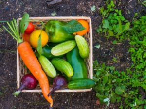 Vegetables from own garden