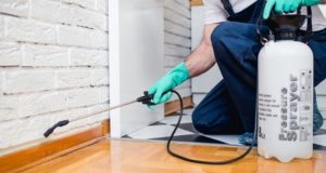 How Much Should I Expect to Pay for Pest Control?