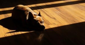 What is LVT flooring?