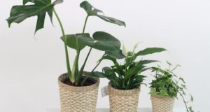 Finding a Reliable Plant Supplier