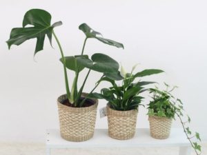 Plants for home